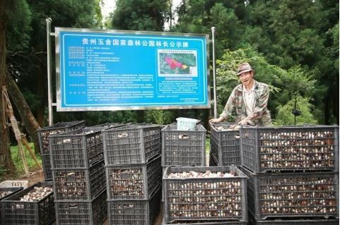貴州六盤水 林下經濟帶火赤松茸種植 村民在家門口實現務工就業